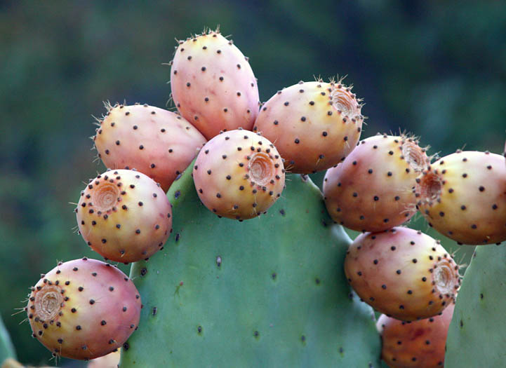 Detailed Picture 7 of Opuntia ficus-indica