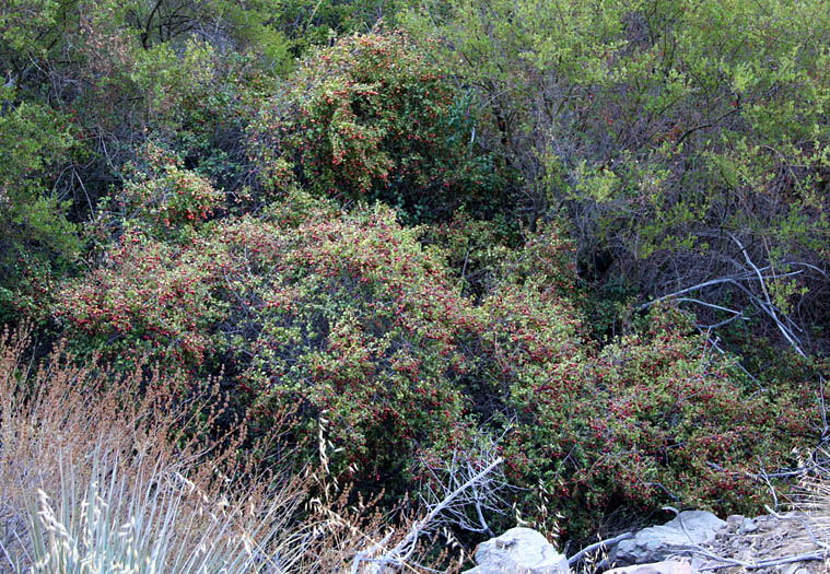 Detailed Picture 6 of Prunus ilicifolia ssp. ilicifolia