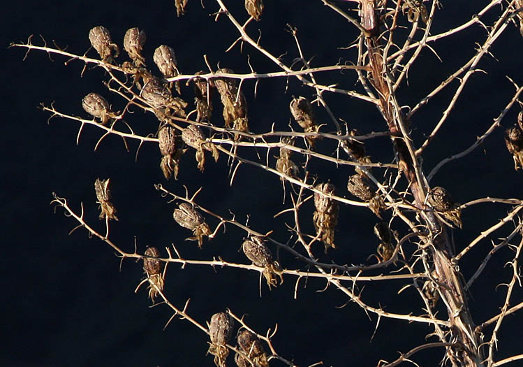 Detailed Picture 6 of Hesperoyucca whipplei