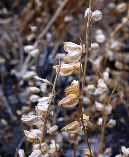 Detailed Picture 5 of Erythranthe guttata