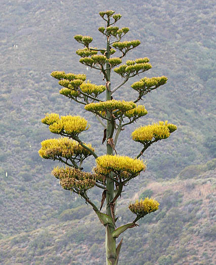 Detailed Picture 4 of Agave americana var. americana