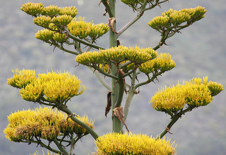 Detailed Picture 3 of Agave americana var. americana