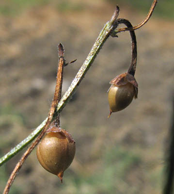 Detailed Picture 8 of Convolvulus arvensis