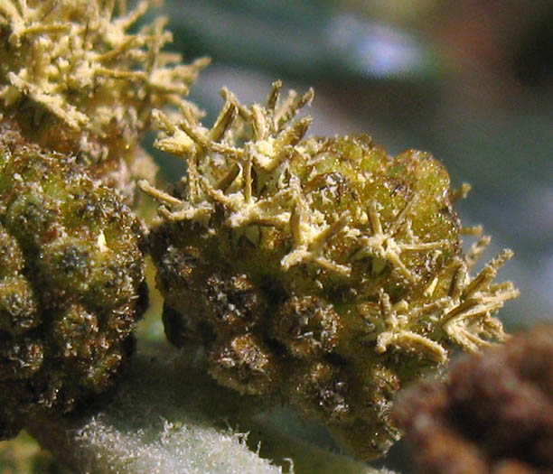 Detailed Picture 2 of Xanthium spinosum