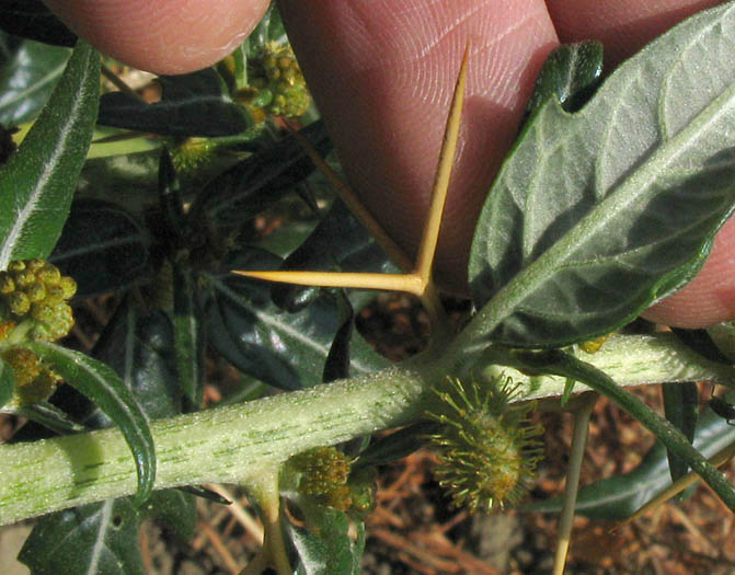 Detailed Picture 3 of Xanthium spinosum