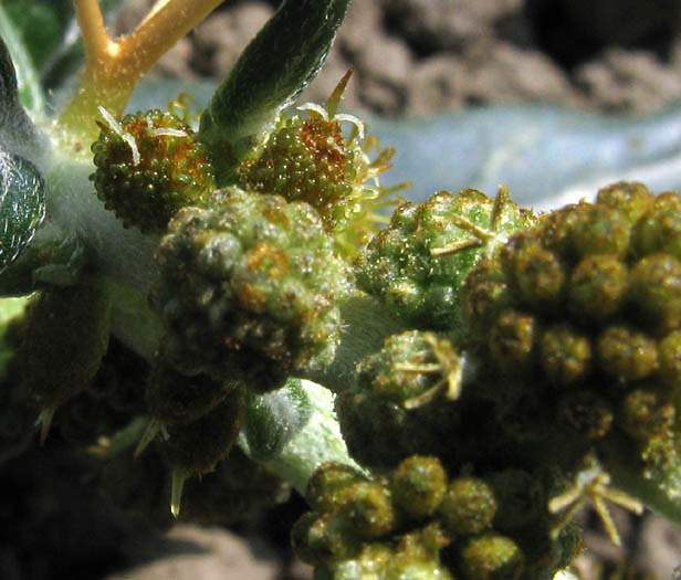 Detailed Picture 1 of Xanthium spinosum