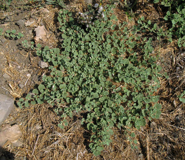 Detailed Picture 3 of Malvella leprosa