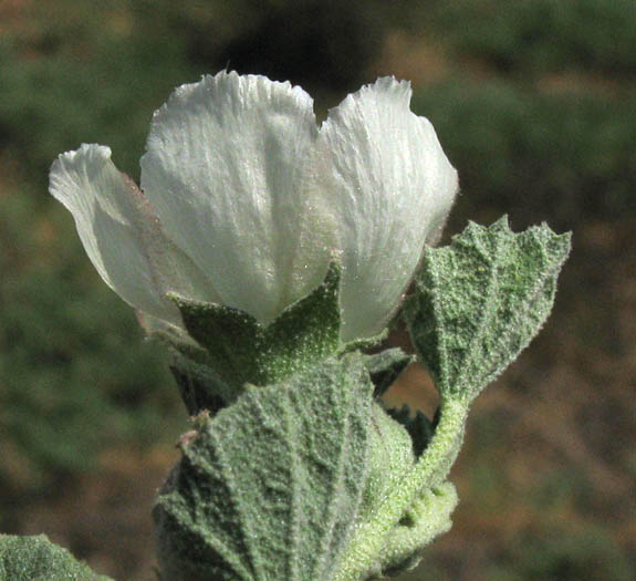 Detailed Picture 2 of Malvella leprosa