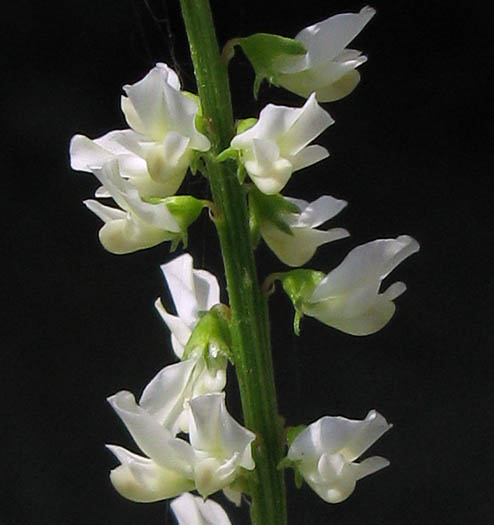 Detailed Picture 2 of Melilotus albus
