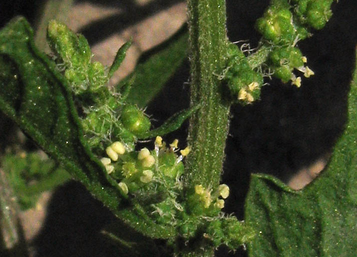 Detailed Picture 1 of Dysphania ambrosioides