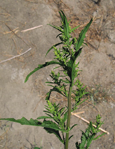 Detailed Picture 2 of Dysphania ambrosioides