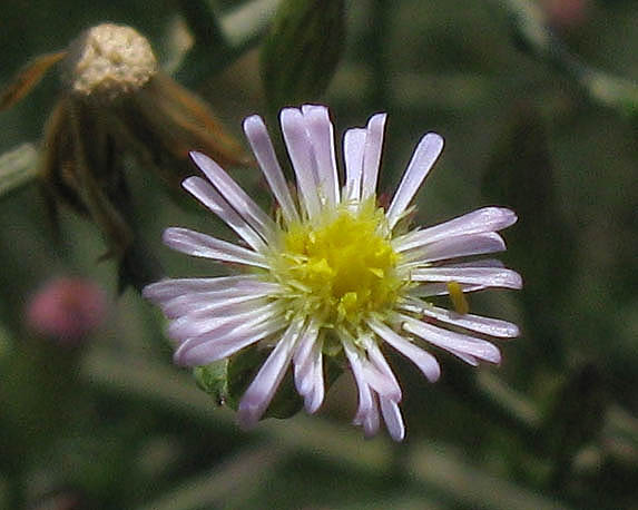 Detailed Picture 2 of Symphyotrichum subulatum var. parviflorum