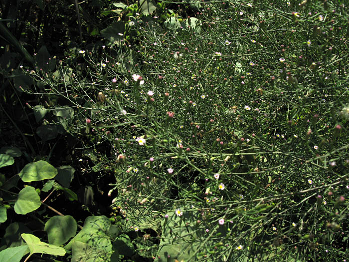 Detailed Picture 6 of Symphyotrichum subulatum var. parviflorum