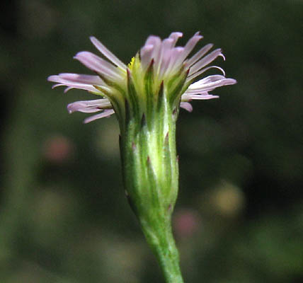 Detailed Picture 3 of Symphyotrichum subulatum var. parviflorum