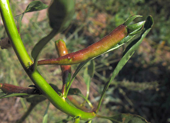 Detailed Picture 6 of Ludwigia peploides ssp. peploides