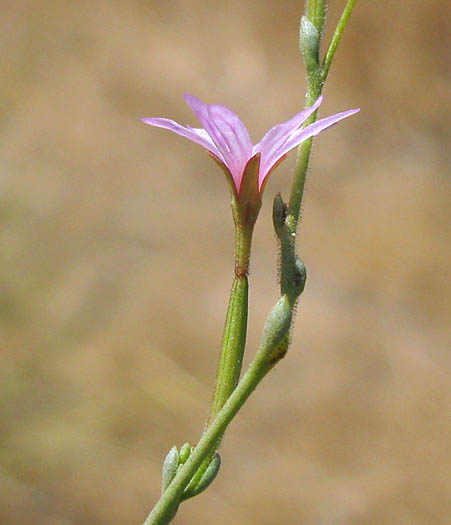 Detailed Picture 3 of Epilobium brachycarpum