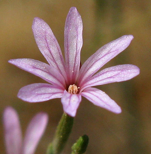 Detailed Picture 1 of Epilobium brachycarpum