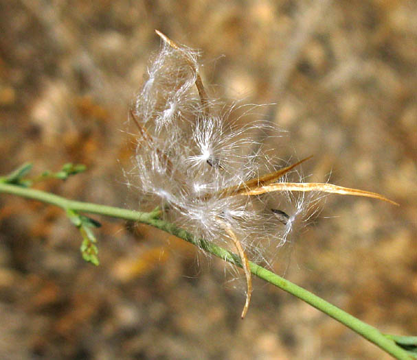 Detailed Picture 5 of Epilobium brachycarpum