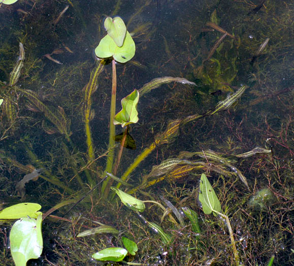 Detailed Picture 5 of Echinodorus berteroi