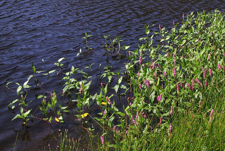 Detailed Picture 5 of Persicaria amphibia