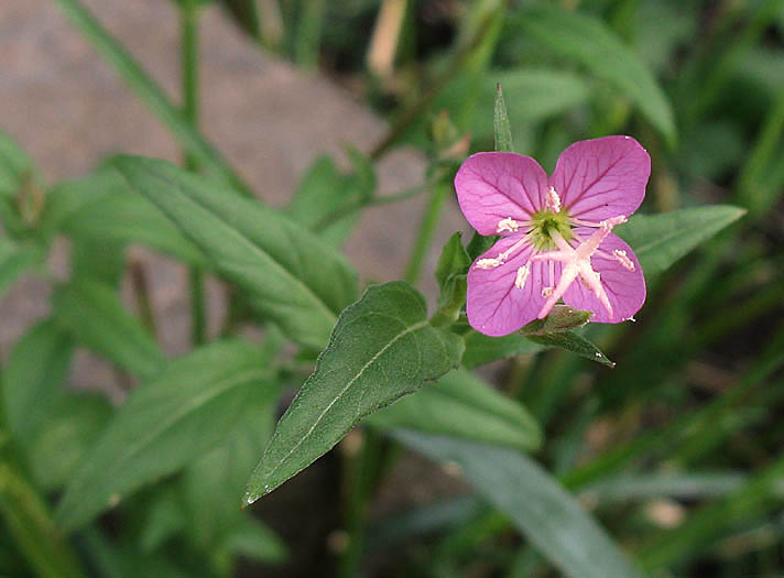 Detailed Picture 2 of Oenothera rosea