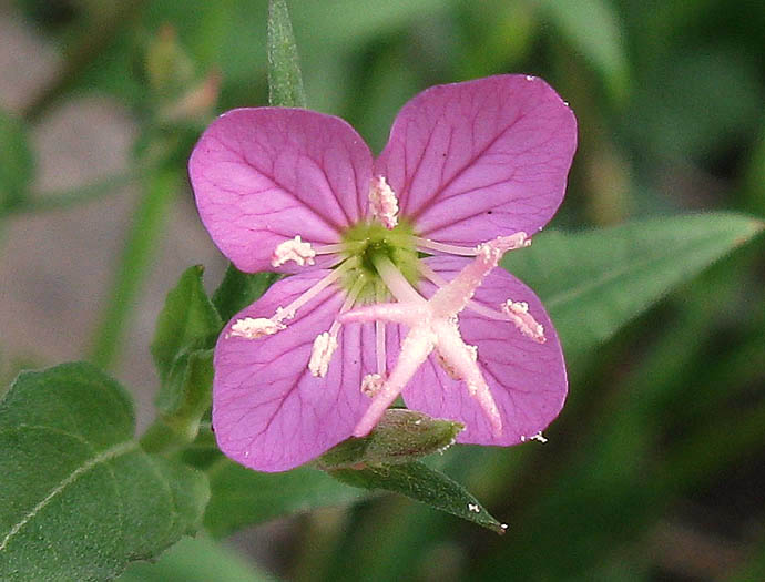 Detailed Picture 1 of Oenothera rosea