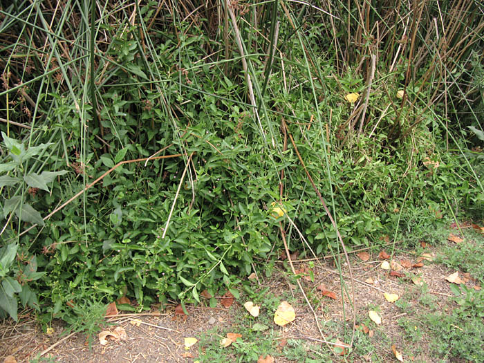 Detailed Picture 4 of Phyla lanceolata