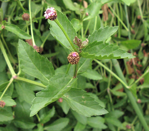 Detailed Picture 3 of Phyla lanceolata