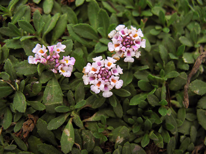 Detailed Picture 3 of Phyla nodiflora