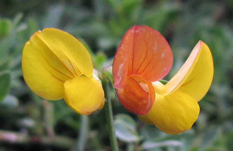 Detailed Picture 1 of Lotus corniculatus