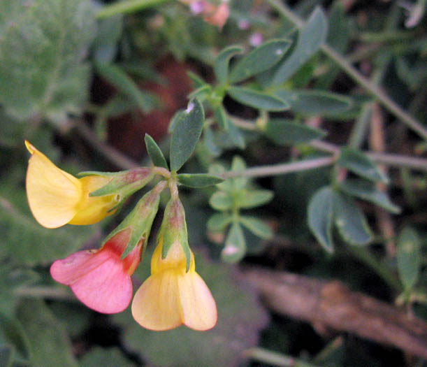 Detailed Picture 4 of Lotus corniculatus