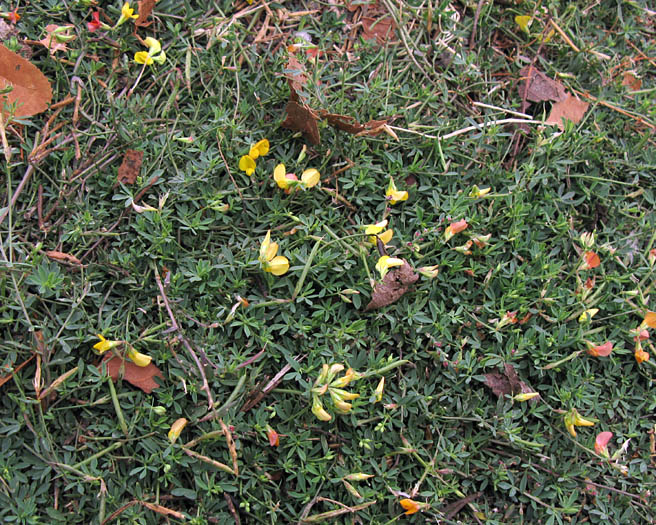 Detailed Picture 5 of Lotus corniculatus