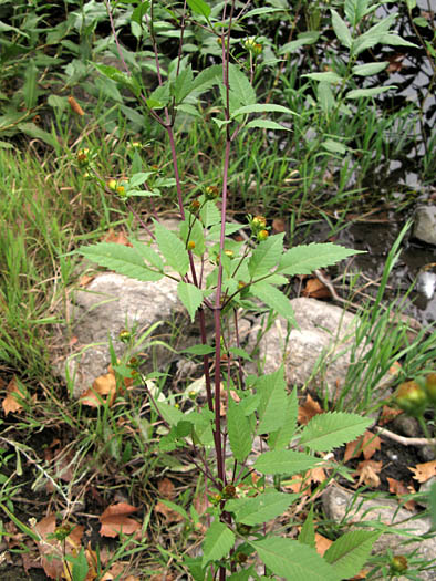 Detailed Picture 5 of Bidens frondosa