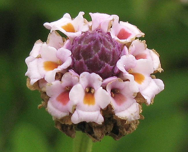 Detailed Picture 1 of Phyla lanceolata