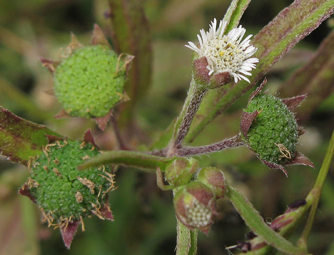 Detailed Picture 3 of Eclipta prostrata