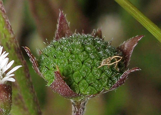 Detailed Picture 5 of Eclipta prostrata