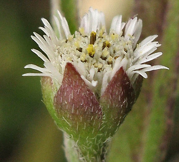 Detailed Picture 2 of Eclipta prostrata