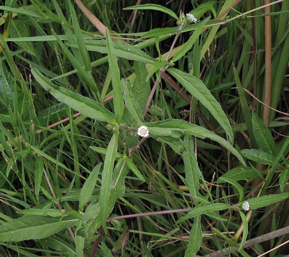 Detailed Picture 6 of Eclipta prostrata