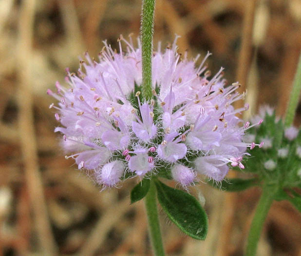 Detailed Picture 1 of Mentha pulegium