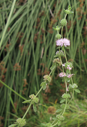 Detailed Picture 4 of Mentha pulegium