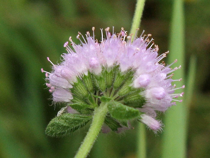 Detailed Picture 2 of Mentha pulegium