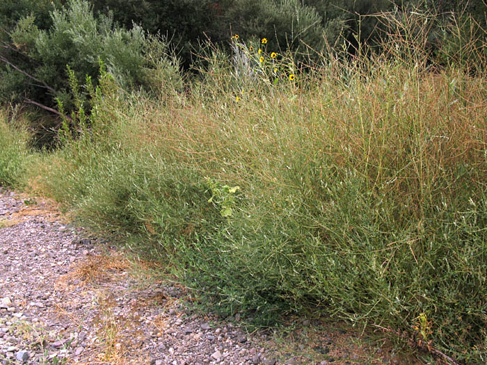 Detailed Picture 5 of Melilotus albus