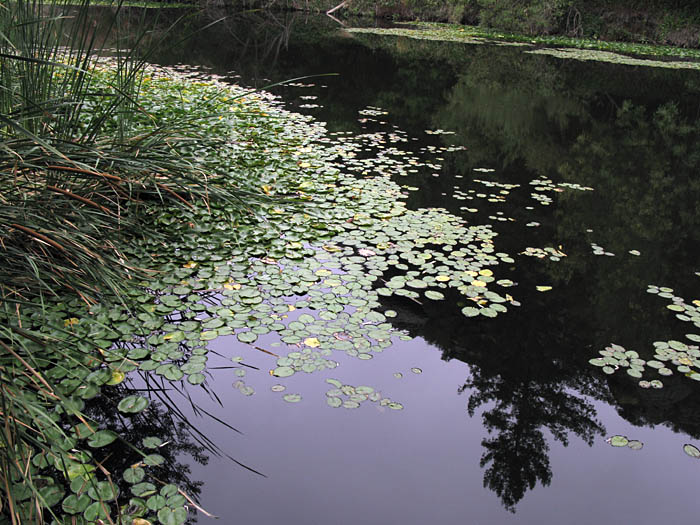 Detailed Picture 5 of Nymphaea mexicana