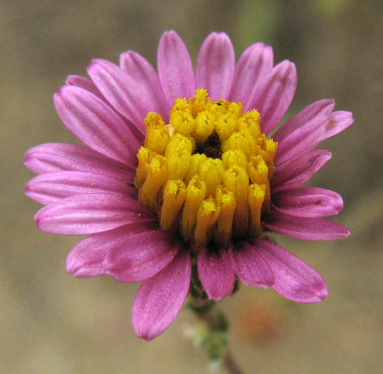 Detailed Picture 1 of Corethrogyne filaginifolia