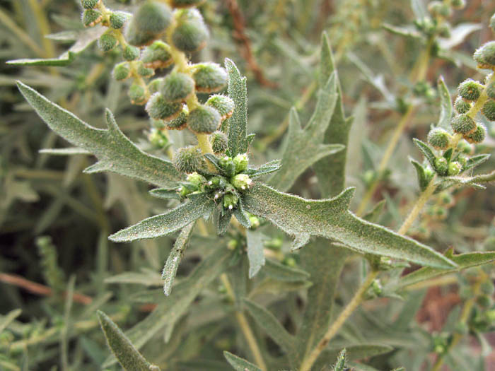 Detailed Picture 4 of Ambrosia psilostachya