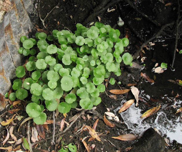 Detailed Picture 5 of Hydrocotyle verticillata