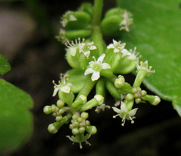 Detailed Picture 2 of Hydrocotyle verticillata