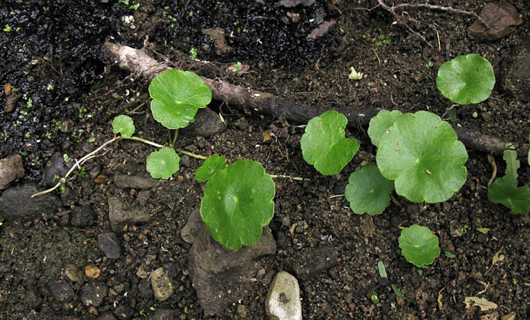 Detailed Picture 6 of Hydrocotyle verticillata