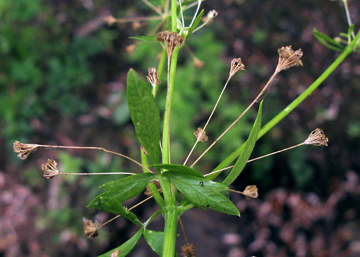 Detailed Picture 7 of Apium graveolens