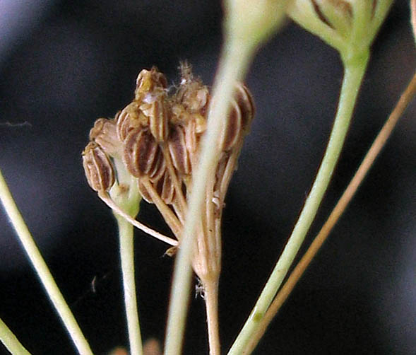 Detailed Picture 8 of Apium graveolens